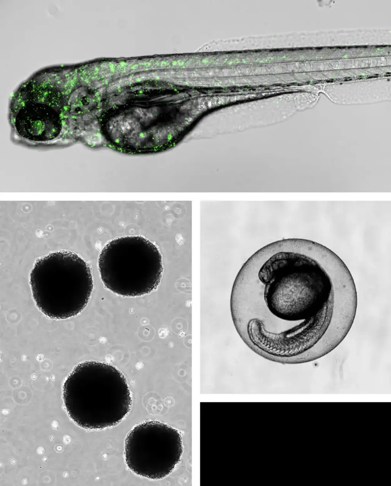 NanoBreak project: zebrafish larva, spheroids and embryo imaging