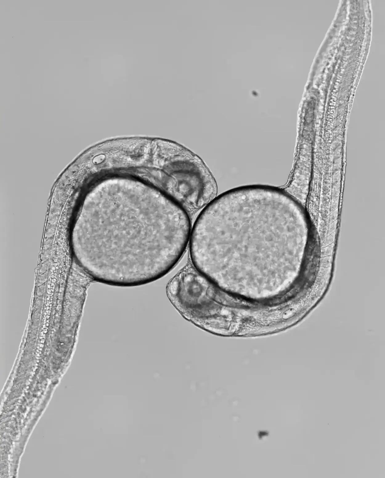 Two zebrafish larvae hatching, seen under a bright-field microscope